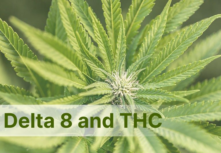 Delta 8 and THC