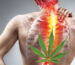 natural pain relief, cannabis for pain, chronic pain relief